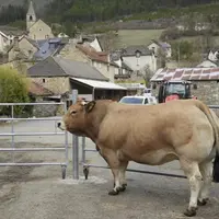 L’EARL La Ginèze de Barjac remporte le prix du meilleur animal Aubrac.