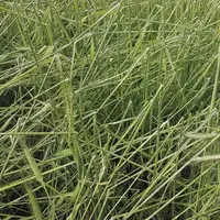 Chaudeyrac et Casagnas ont la semaine dernière été frappés par la grêle. Des orages localisés qui ont endommagé les parcelles d’agriculteurs.