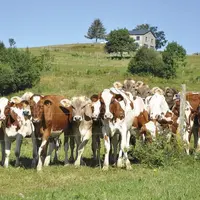 Le cheptel de vaches laitières est en recul de 1,1 % sur l'année, tandis que les naissances ont baissé de 4,5 %.
