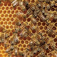 Améliorer l'étiquetage des mélanges de miel, renforcer la traçabilité et les méthodes d'analyse et, enfin, mener des contrôles systématiques des impor