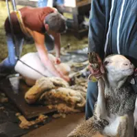 La brebis attend patiemment son tour d'être tondue