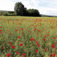 La commission de l'Agriculture du Parlement européen (Comagri) entame ses travaux sur le règlement sur l'utilisation durable des pesticides. L'Espagno
