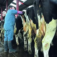 Pour effectuer son geste en sécurité, l’inséminateur doit avoir l’épaule au même niveau voire légèrement au-dessus de la croupe de l’animal.