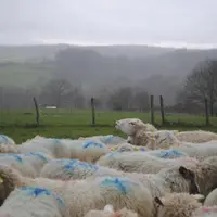 Au printemps, ce sont les mâles qui déclenchent les ovulations des brebis.