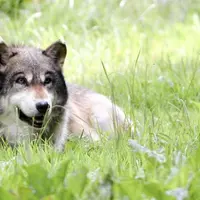 Le CDR demande la possibilité d’une révision de la directive « Habitat ».