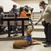 Depuis un an, Florence Thillard, enseignante du lycée agricole de La Côte-Saint-André (Isère) a fait entrer dans l'établissement un chien d'assistance