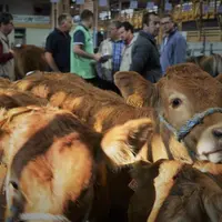 Retraité ou en exercice, le jury connaît l’importance de ces concours pour les 23 éleveurs présents : valoriser les animaux auprès des acheteurs et se