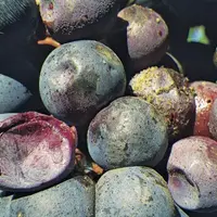 En modifiant le génome de femelles de drosophiles suzukii, Crispr-Cas9 permet d’empêcher l’espèce de se multiplier et de ravager les fruits d’été.