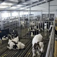 La filière veaux de boucherie régionale a besoin de nouveaux producteurs pour renouveler la génération d’éleveurs qui partent à la retraite.
