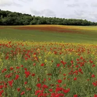 Le projet de loi de finances sur lequel le gouvernement engage sa responsabilité intègre cinq amendements, dont deux nouveautés par rapport à l'examen