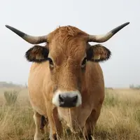 La tête d'une des vaches de Thierry Roumejon