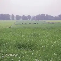 Quatre-vingt-cinq pourcents de la surface agricole du pays est composée de pâturages permanents, un atout indéniable pour la production de lait et de
