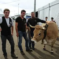 Jéremy Lahondes, Kévin Ranc et Mathieu Rodier avec une Aubrac Lozérienne.