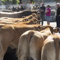 Ce samedi 5 septembre s'est tenue la foire de Nasbinals, pour compenser l'annulation de la fête de l'Aubrac. Une vente aux bestiaux a eu lieu durant l