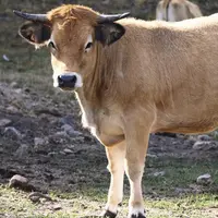 Les vendredi 15 janvier et mardi 19 janvier, le Cerfrance Occitanie a présenté les tendances qui se dégagent pour les filières végétales et animales p