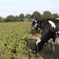 Le pâturage des betteraves est souvent pratiqué à partir du mois d’août afin de pallier le manque d’herbe à cette période et se poursuit en automne.