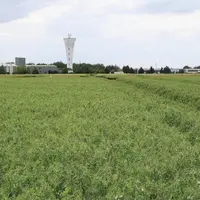 En produisant des plantes riches en protéines ou en nourrissant différemment ses troupeaux, l'élevage français peut réduire sa dépendance aux importat