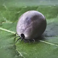 La maladie de Lyme est provoquée par une piqûre de tique infectée.