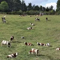 Depuis 2015, la coopérative Sodiaal a développé sa collecte en lait bio pour répondre à la demande d'un marché porteur. Sur l'ensemble du territoire,