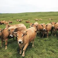 Depuis le 1er octobre, le statut BVD est automatiquement renseigné sur les cartes vertes des veaux naissants par la mention : IPI ou NON IPI.
