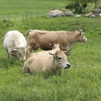 Les chiffres clés de la progression de la bio en 2019 ont été publiés en septembre par l’observatoire régional de l’agriculture bio en Occitanie. Si c