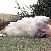 L’abattage d’urgence en dehors d’un abattoir est possible mais très encadré.