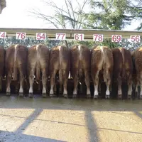 Cette vente mettra en marché 47 taureaux nés du 4 novembre 2015 au 26 janvier 2016.