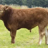 Romarin, champion mâle du concours et top-price, a été acheté par KBS Genetic.