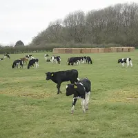 Veaux élevés dehors, croisement de races, regroupement des périodes de vêlages, regroupement parcellaire... sont autant de pratiques mises en place su