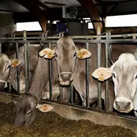 Le Massif central ne bénéficie pas de l'attrait des zones de montagne pour les nouveaux installés. En cause, une faible valorisation du lait AOP. Mais
