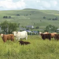 L’élevage à l’herbe, ADN du Massif central.