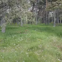 Si le pâturage en sous-bois a pendant de nombreuses années été une pratique courante de pâturage, notamment dans les forêts de l’arc méditerranéen, ce