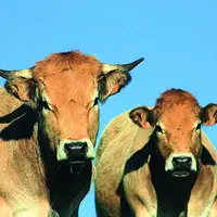 Le concours Aubrac se tiendra du 23 au 25 septembre.
