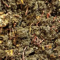 Mercredi 19 avril, au lycée agricole Louis-Pasteur de la Canourgue, a eu lieu l’inauguration du site de lombricompostage ; un projet lancé il y a près
