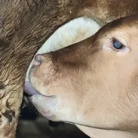 La vitalité du veau et sa protection contre le froid et les infections dépendent de la prise du colostrum.