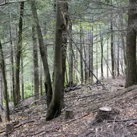 La société d’aménagement foncier et d’établissement rural (Safer) régionale s’associe aux propriétaires forestiers pour informer et sensibiliser sur l