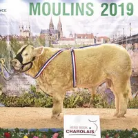 P’tit Louis remporte le super prix d’honneur veaux mâles.
