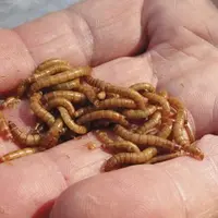 Une fois que l'utilisation de protéines animales transformées sera réautorisée dans l'alimentation animale, il sera essentiel de veiller à une séparat