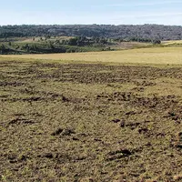Pour prolonger le dossier chasse paru dans le Réveil Lozère*, la rédaction s’est penchée sur un sujet qui fâche : les dégâts de sangliers dans les par