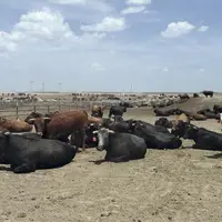 Les feedlots, ces parcs d’engraissement intensifs de bovins sont présents sur l’ensemble du continent américain mais aussi en Afrique du Sud et en Aus