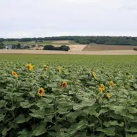 Les dérogations aux règles européennes du verdissement accordées dans le contexte de la guerre en Ukraine pour favoriser la production de l'UE, ont bé