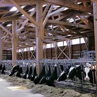 Charpente bois pour un bâtiment vaches laitières.
