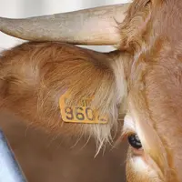 Fermement opposées à l'accord de libre-échange UE-Mercosur, les organisations et coopératives agricoles de l'UE (Copa-Cogeca) ont lancé le 11 février,