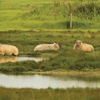 À horizon 2100, la montée des eaux menace jusqu’à la moitié des terres agricoles littorales à travers le monde.
