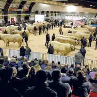 Ambiance lors de la finale nationale des concours de la race charolaise lors de l'édition 2021.