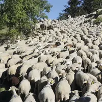 Le groupement pastoral de Finiels a redescendu ses brebis ce jeudi 27 août, deux jours plus tôt que prévu. Après avoir subi deux attaques ces dernière