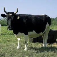 La chambre d'agriculture de Bretagne a établi cinq scénarios d'évolutions possibles pour la filière lait bretonne à l'horizon 2040.