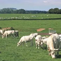 Poursuivant son développement en poulets de chair, l’association Étiquette bien-être animal (AEBEA) entend « servir de modèle » à l’étiquetage europée