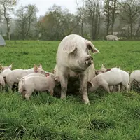 En ce début d'année, la filière porcine traverse une conjoncture économique délicate tandis que la progression de la fièvre porcine africaine inquiète