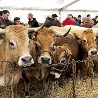 Samedi 25 mars, la traditionnelle foire grasse de Langogne a eu lieu sur le pré de foire. Les agriculteurs et les curieux étaient venus nombreux admir